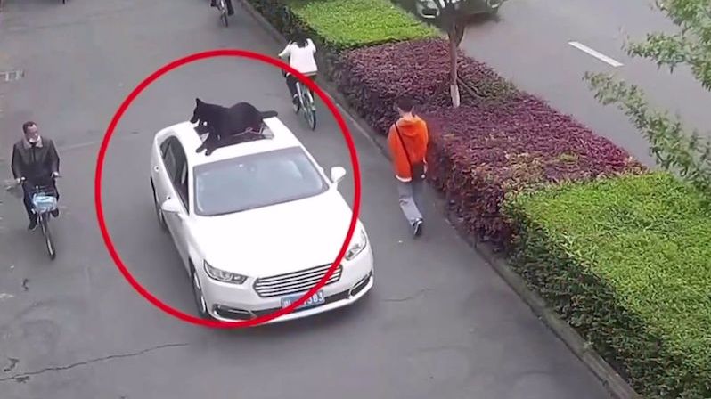 Řidič vezl na střeše auta nepřivázaného psa. Vevnitř nebylo místo